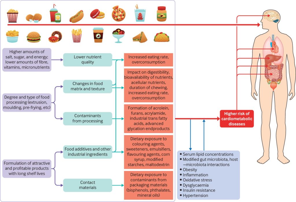 Gut-friendly foods vs. processed foods that harm digestion