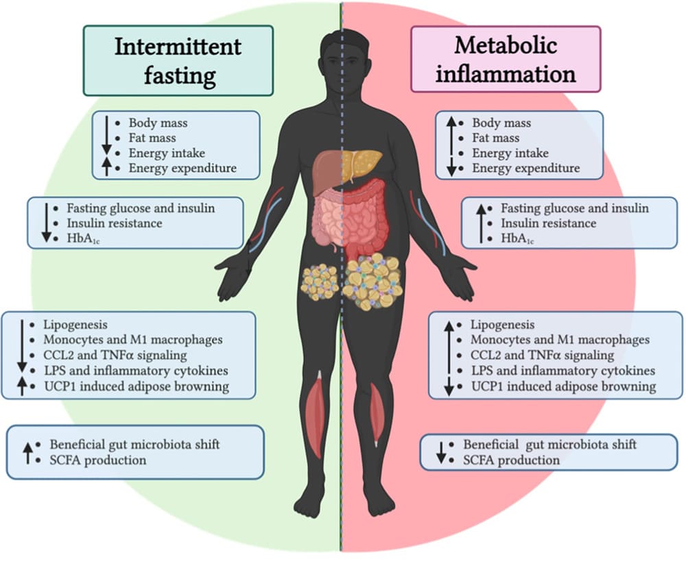 intermittent fasting guide